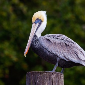 10050 Brown pelican, Mississippi