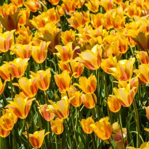 Tulips in sunshine