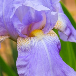 Bearded iris