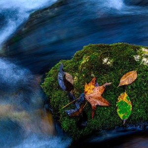 Autumn leaves on moss covered rock
