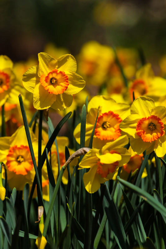 Spring Wildflowers - Bob Henry Photography