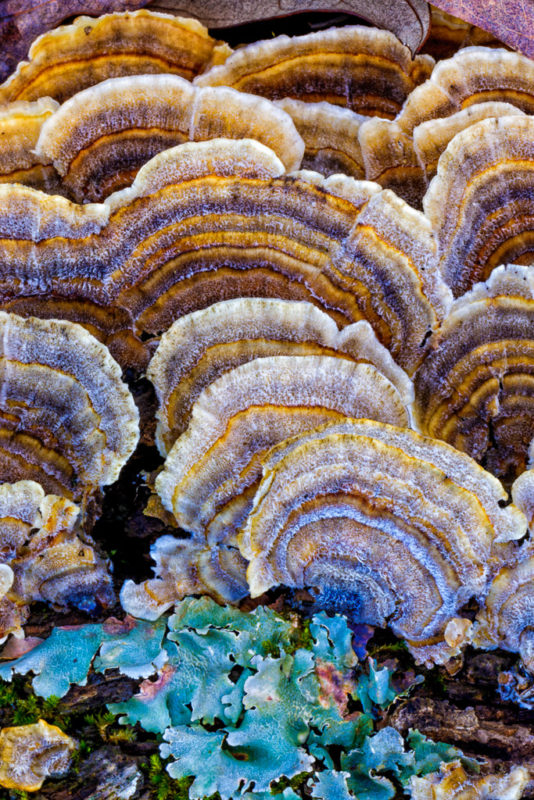 Turkeytail mushroom