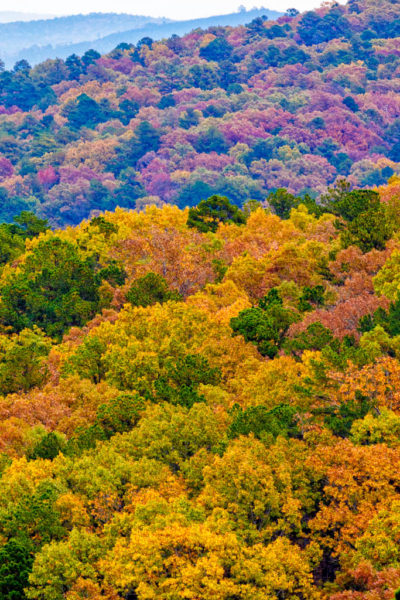 Autumn foliage, Ouachita National Forest, Arkansas