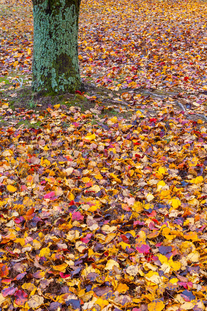 A horizontal image depicting a beautiful autumn scene of the ground being completely covered by a thick, colorful carpet of fallen leaves. A lichen-covered tree trunk stands tall in the upper left corner of the image. The leaves are in various shades of red, orange, yellow, and brown. They are scattered all over the ground, creating a vibrant and textured pattern. The tree trunk is rough and textured, with patches of green lichen growing on it. The background is slightly blurred, suggesting a continuation of the autumnal scene beyond the frame.