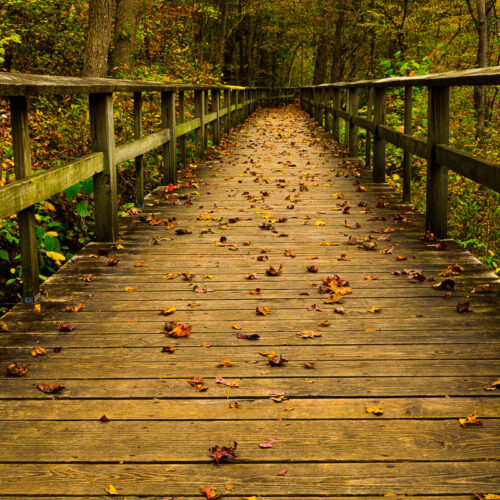 A wooden boardwalk winds through the woods. The boardwalk is made of weathered wooden planks with railings on either side to provide support. Fallen leaves of various shades of brown and orange are scattered across the furnace of the boardwalk creating a colorful and textured path. The trees on either side of the boardwalk are in autumn foliage with leaves of yellow, orange, and red. The overall atmosphere is one of peace and tranquility with the natural beauty of the forest surrounding the path.